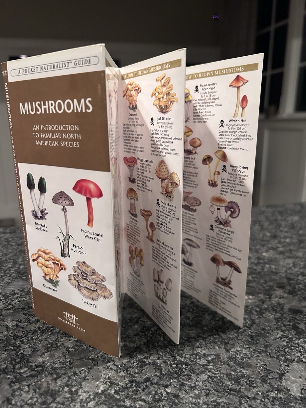 Pocket Naturalist Guide To North American Mushrooms Laminated Pamphlet